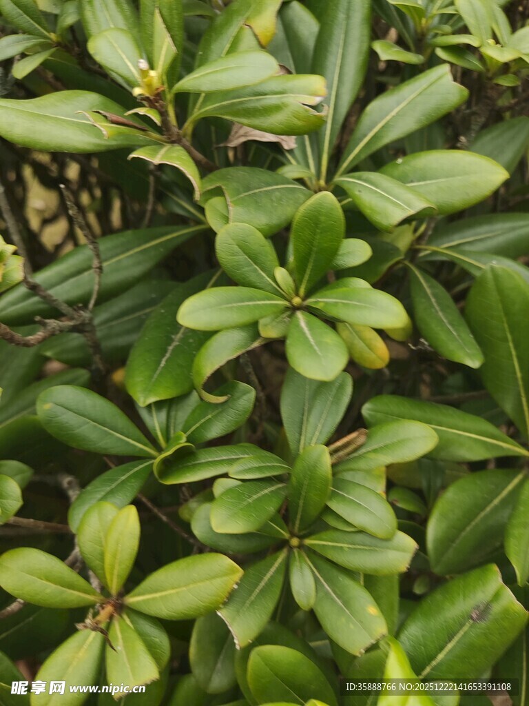 翠绿繁茂的灌木叶片