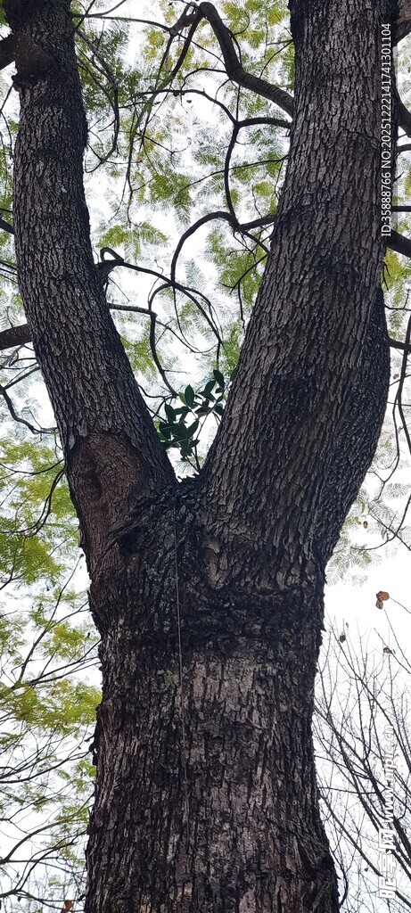 粗壮树干上的繁茂枝叶