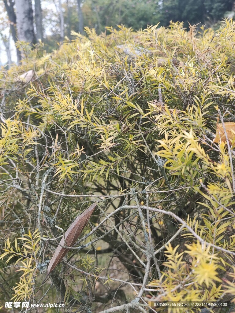 金黄枝叶间的弯曲物体