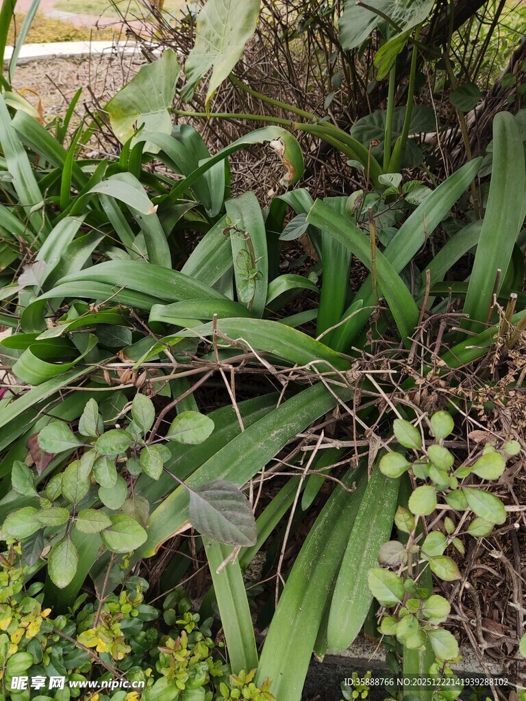 绿叶繁茂的植物景观