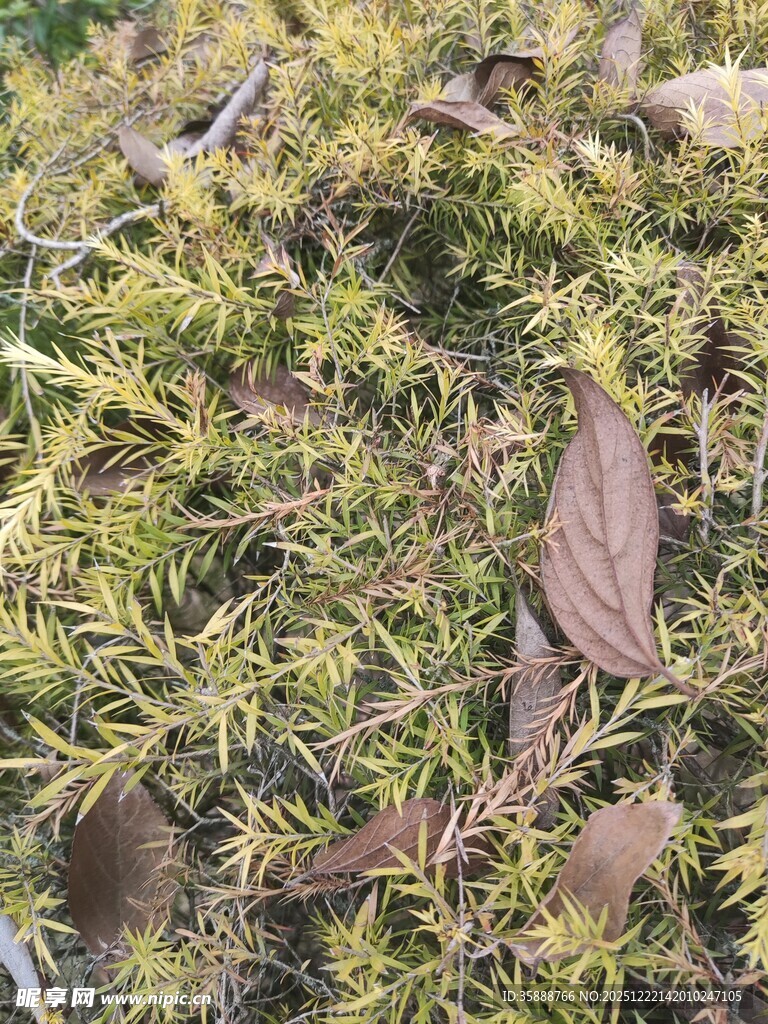 地面上的枯黄树叶与绿植