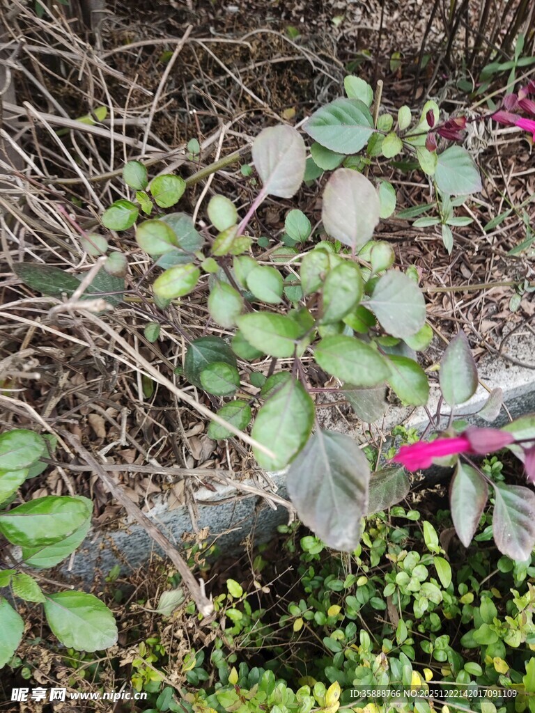 绿叶间的多彩植物景观