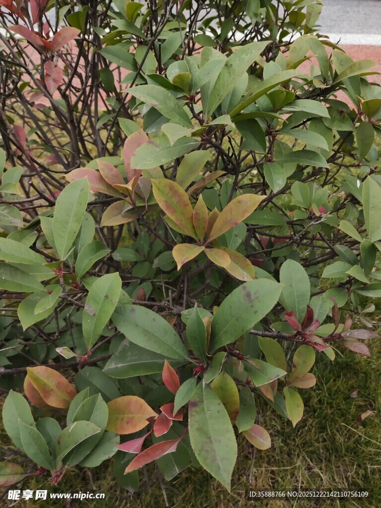 多彩叶片的绿植景观