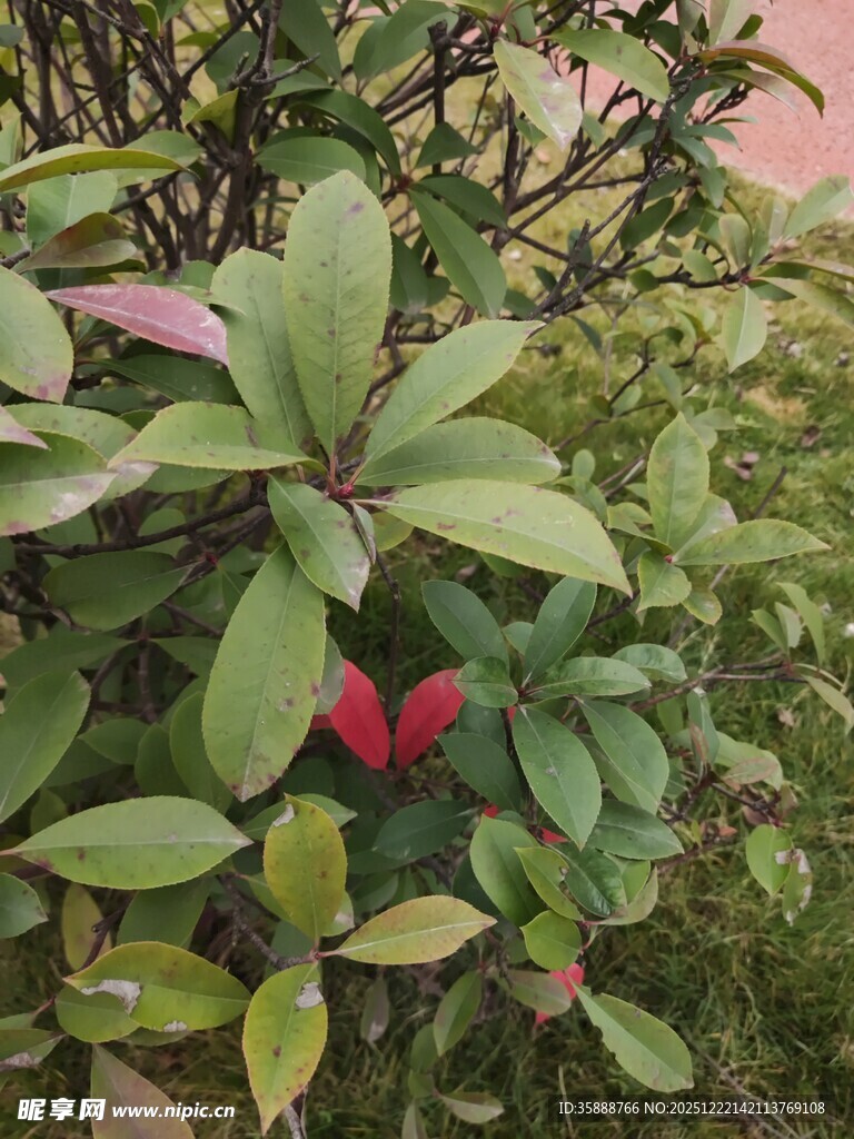 绿叶间的一抹红