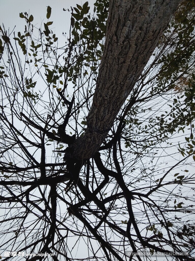 仰视光秃树枝的独特景象