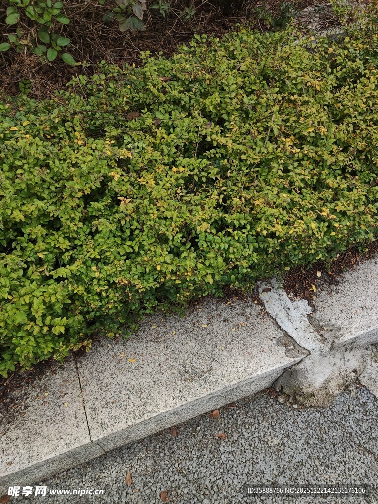 路边翠绿繁茂的低矮植被