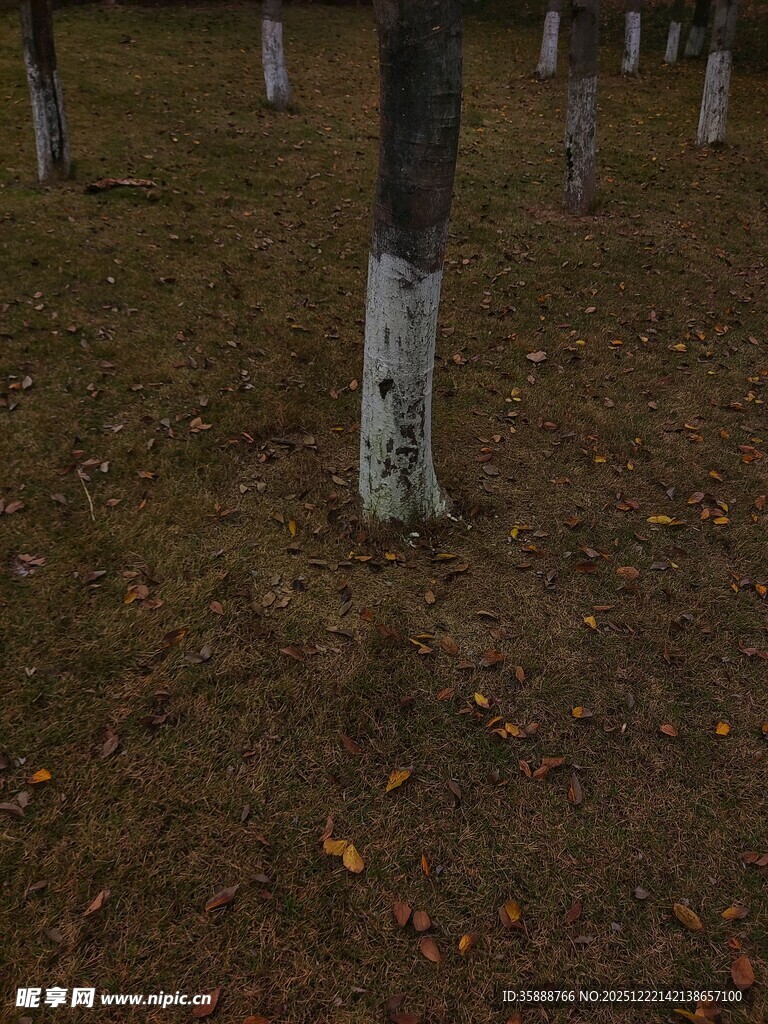 夜色中树干林立的林地