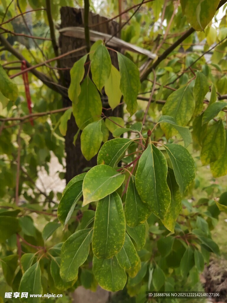 绿叶繁茂的树枝特写