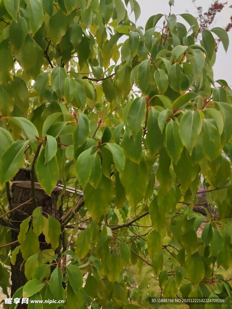 绿叶繁茂的植物景象