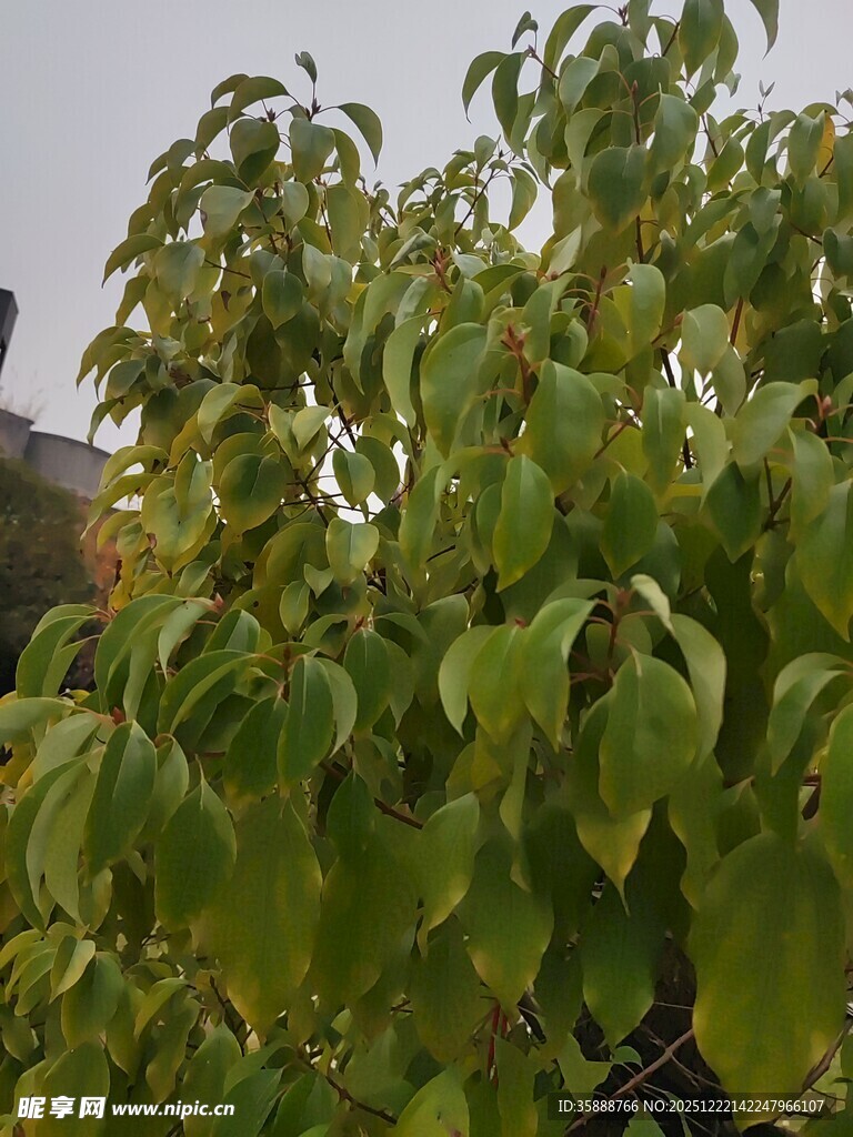 绿叶繁茂的树木