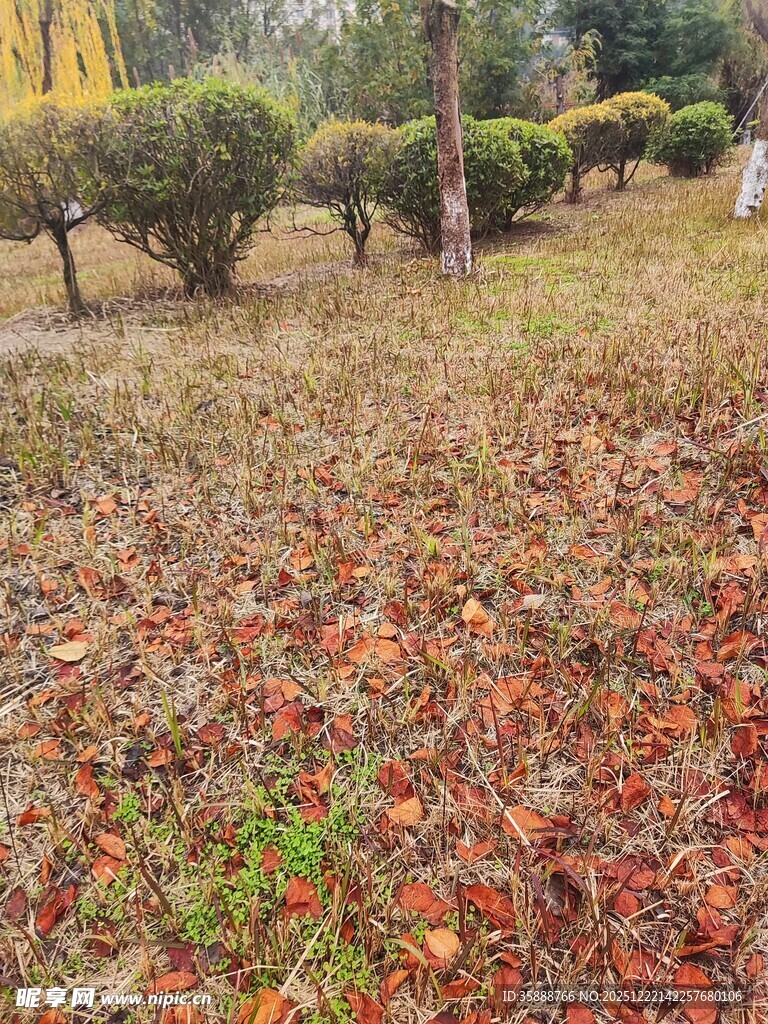 秋日公园落叶景观