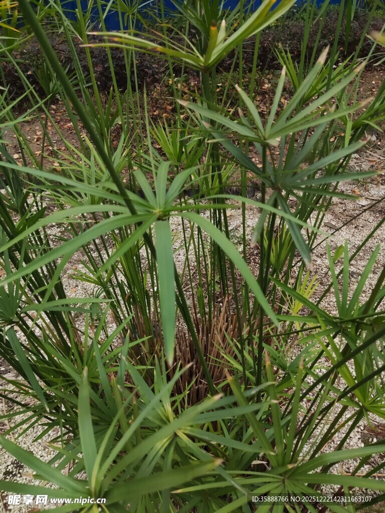 翠绿丛生的细长叶片植物