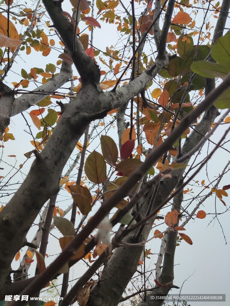 秋日树枝上的多彩叶片