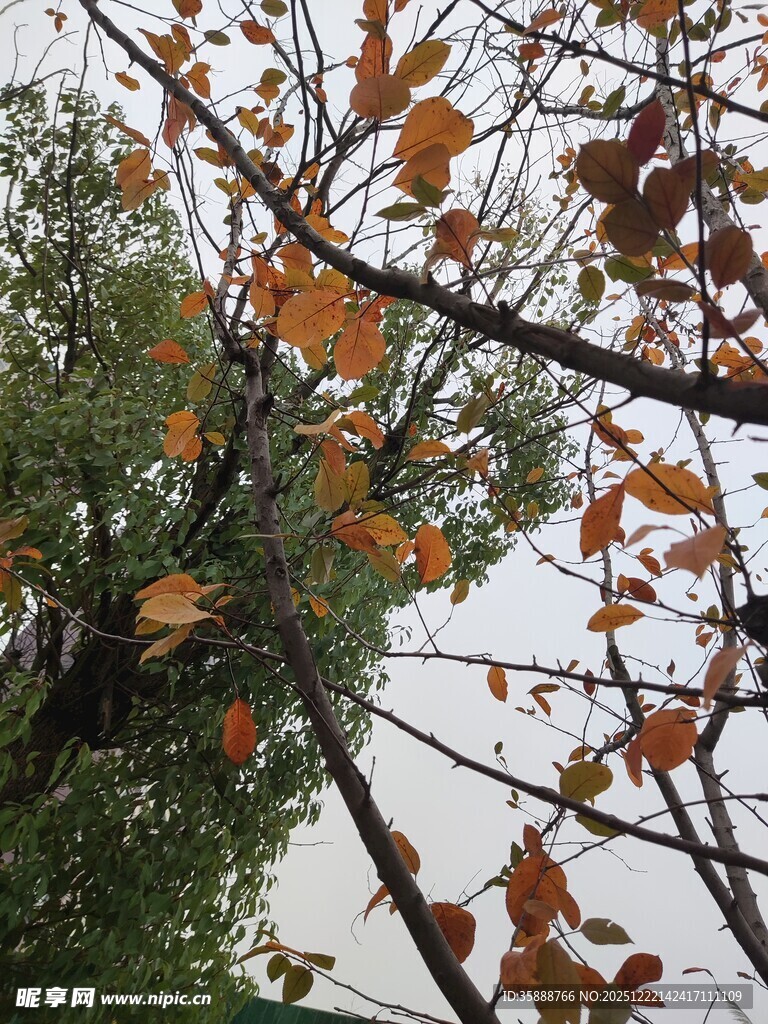 秋日枝头斑斓树叶