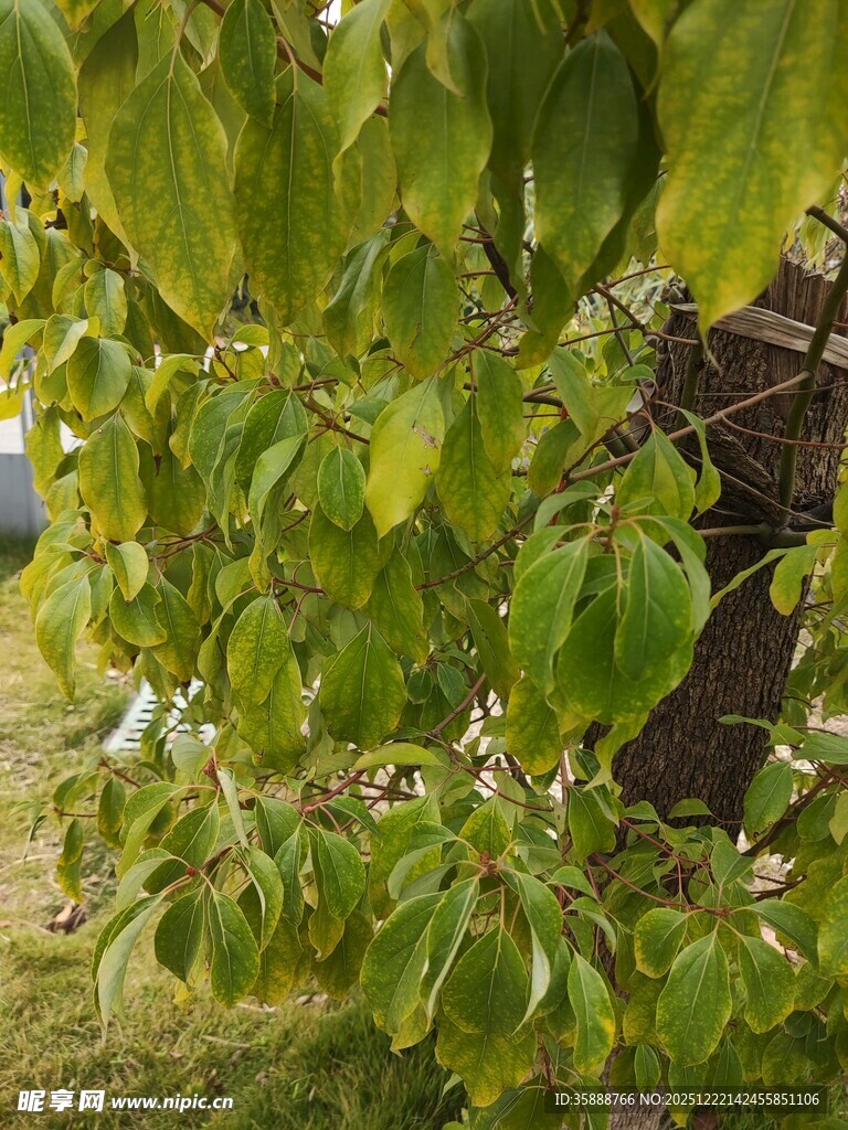 绿叶繁茂的树枝