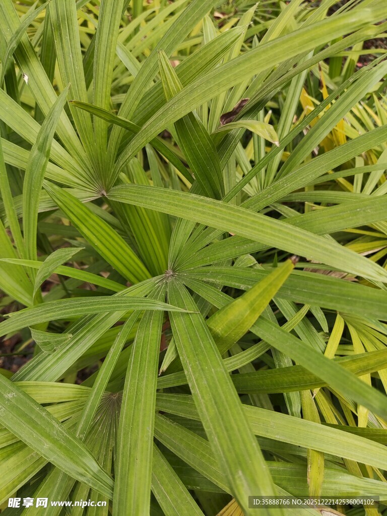 翠绿细长叶片的植物