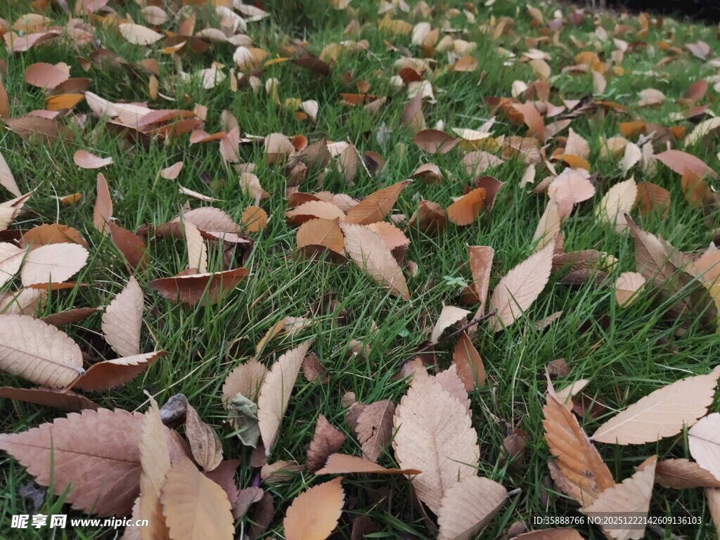 草地上的缤纷落叶