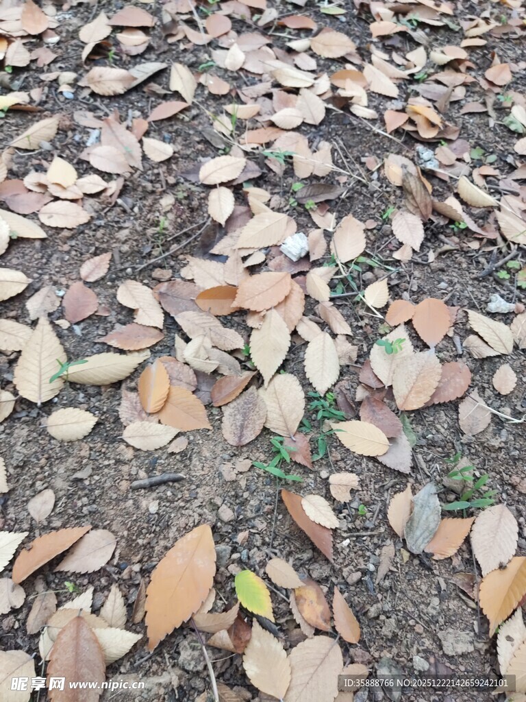地面散落的枯黄落叶