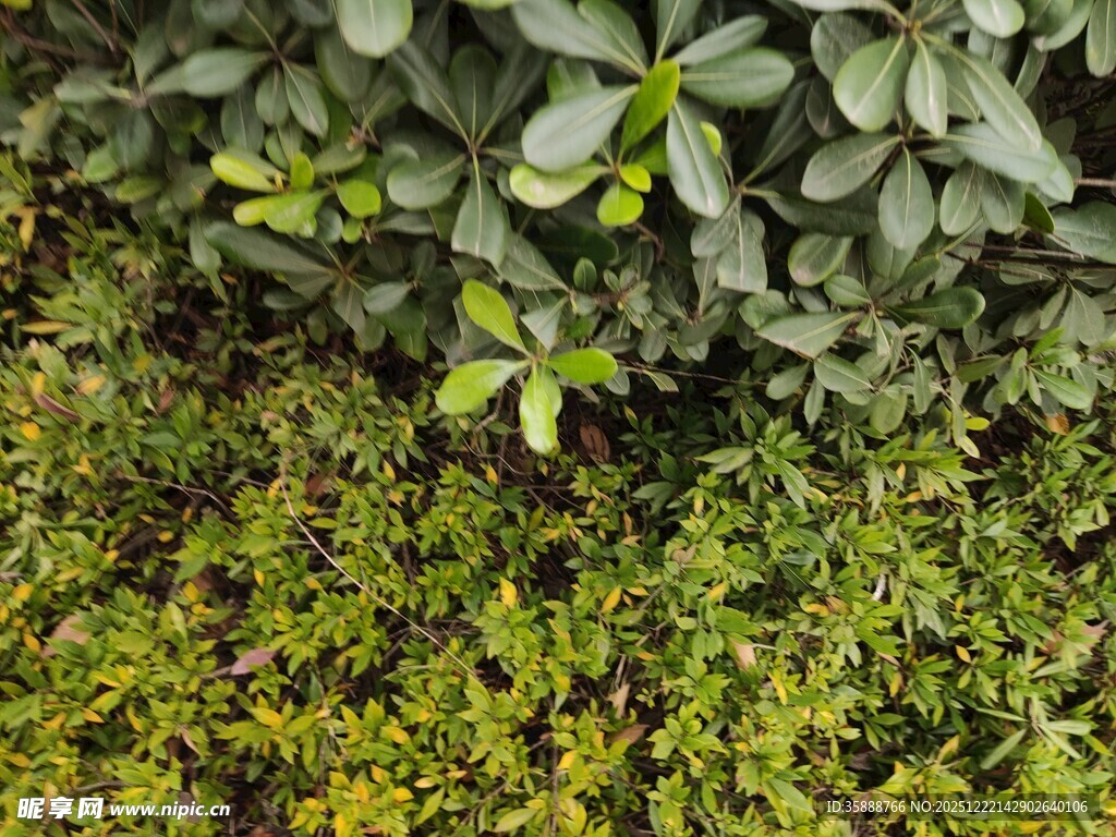 绿叶繁茂的植物景观
