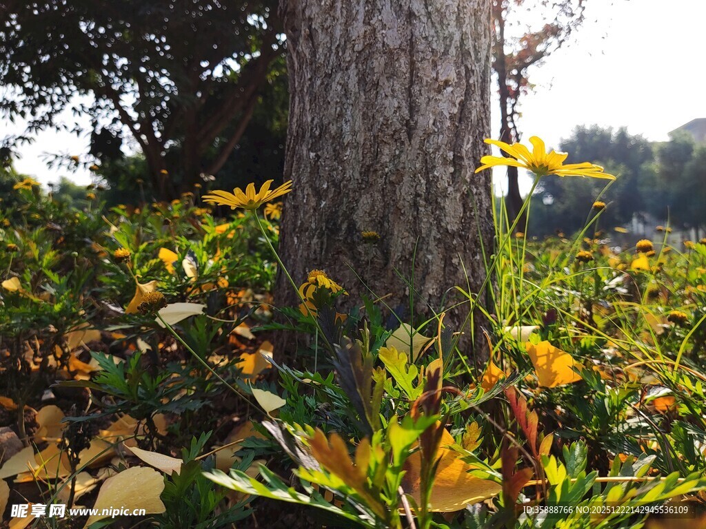 树下绽放的多彩花卉