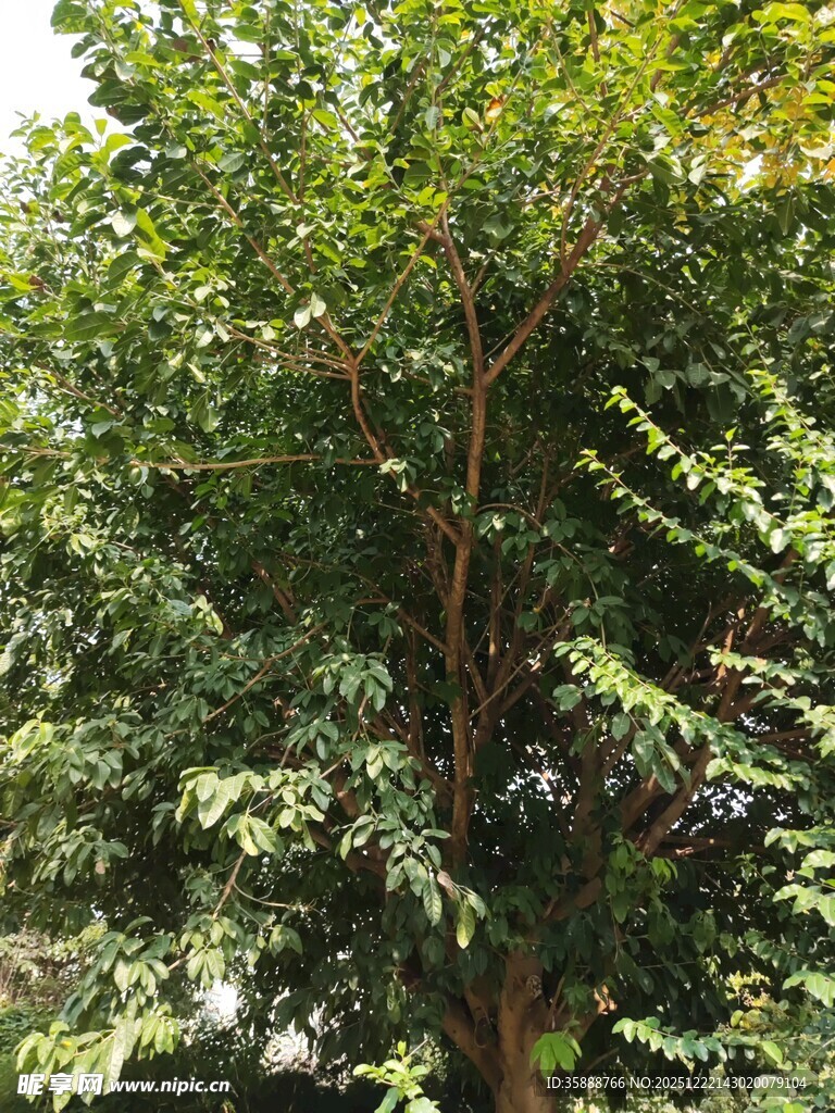 茂盛绿树展现自然生机