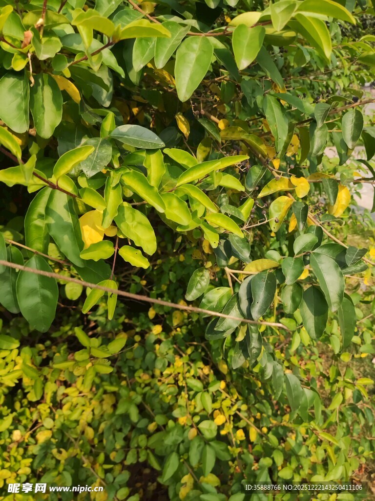 绿叶黄花的繁茂植物景观