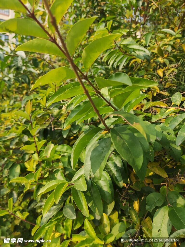 绿叶繁茂的植物枝干