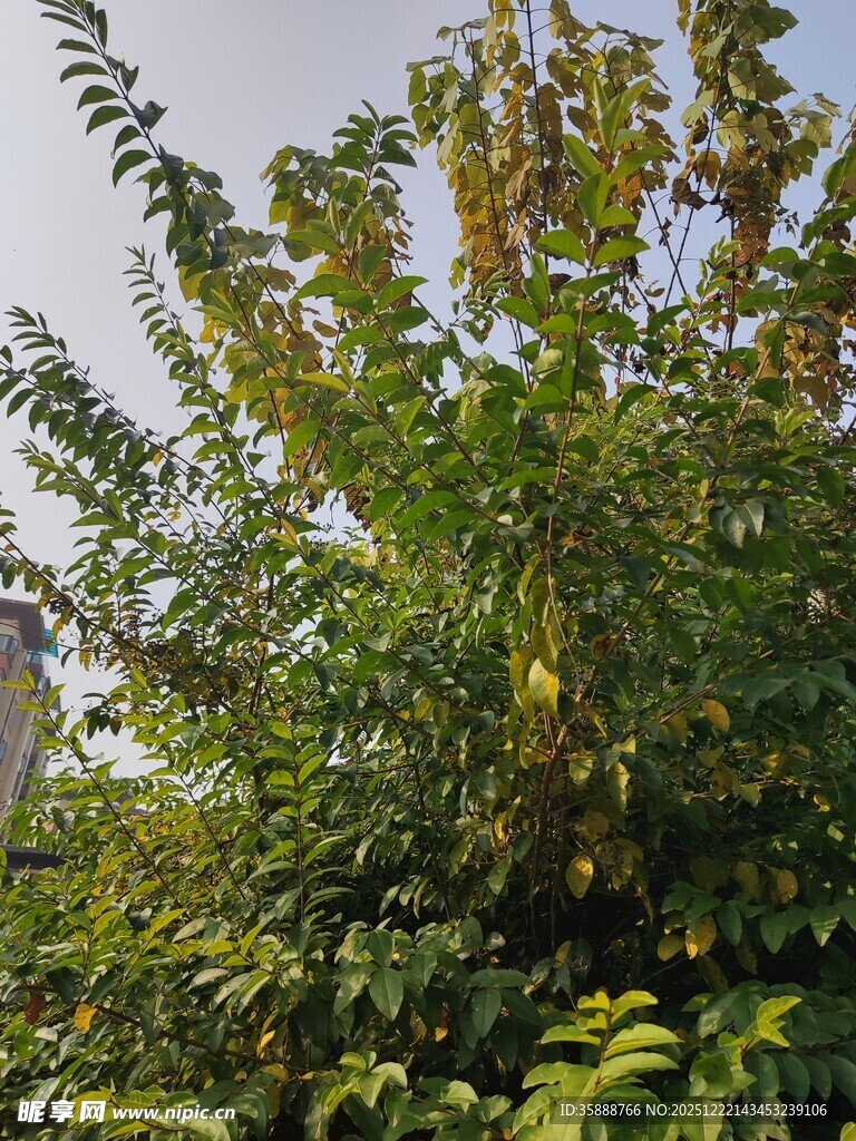 繁茂绿树展现自然生机