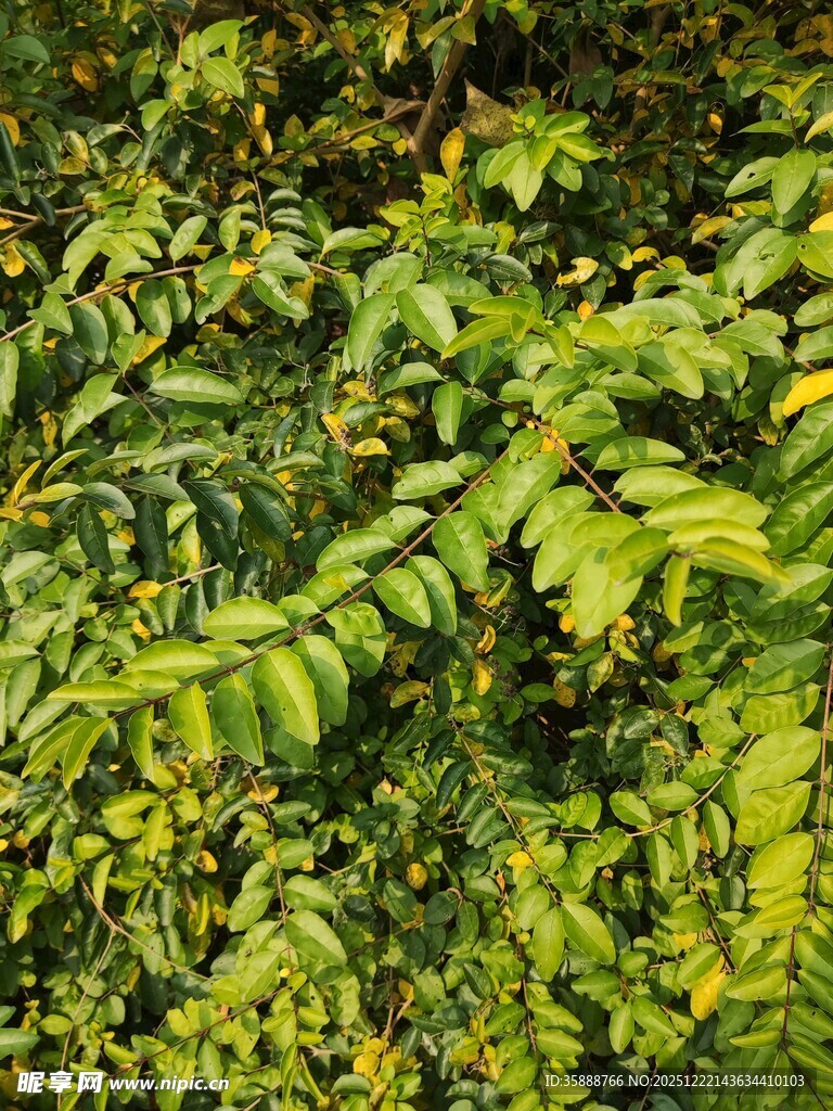 茂密翠绿的植物叶片