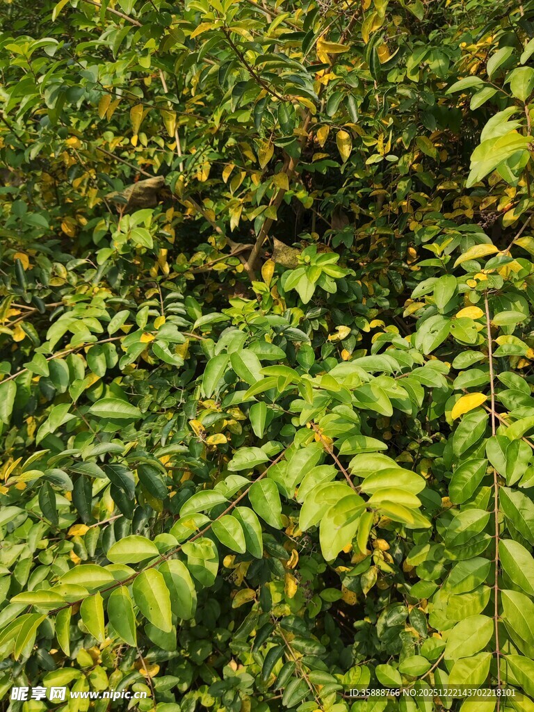 茂密翠绿的植物叶片
