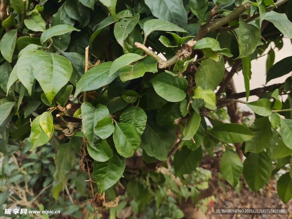 绿叶繁茂的植物景象