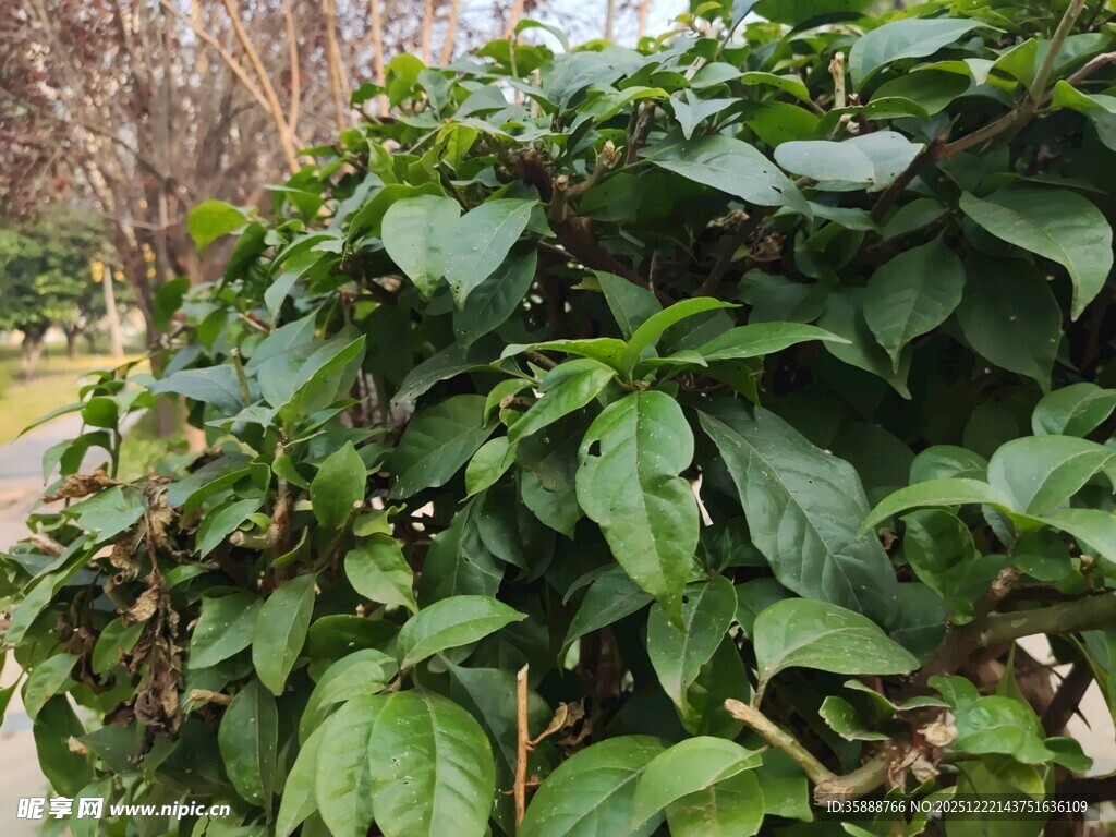 绿叶繁茂的植物景观