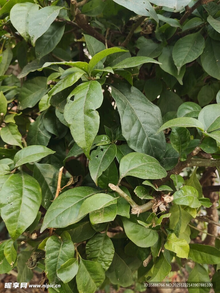 绿叶繁茂的植物景观