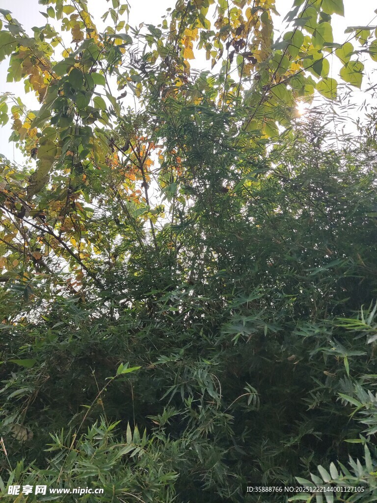 茂密绿植景观