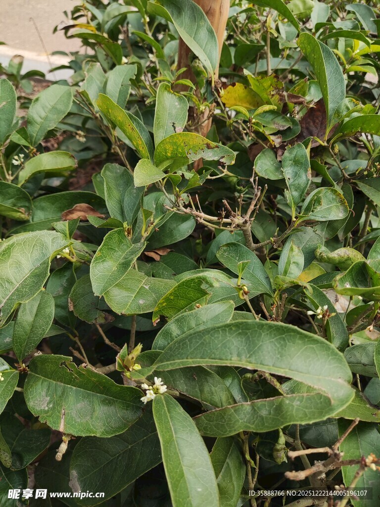 绿叶繁茂的植物景观