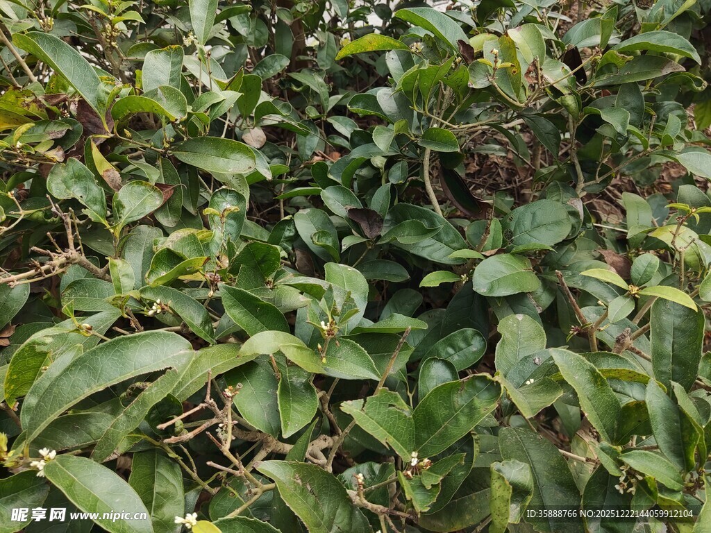 绿叶繁茂的植物景观