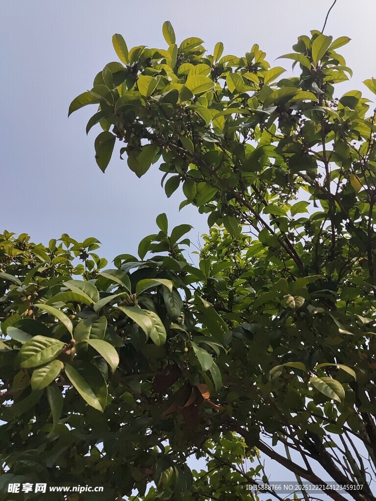 绿叶繁茂的树木