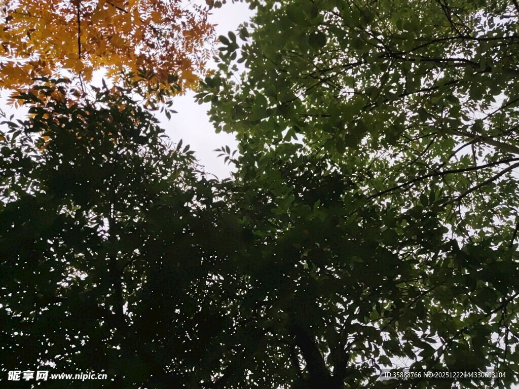 仰视多彩繁茂树林