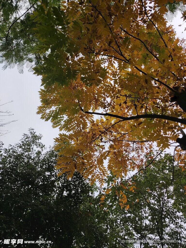 秋日银杏树枝叶美景