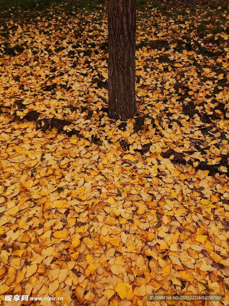 树下金黄落叶铺满地面