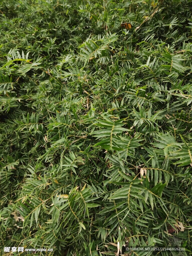 茂密翠绿植物景观