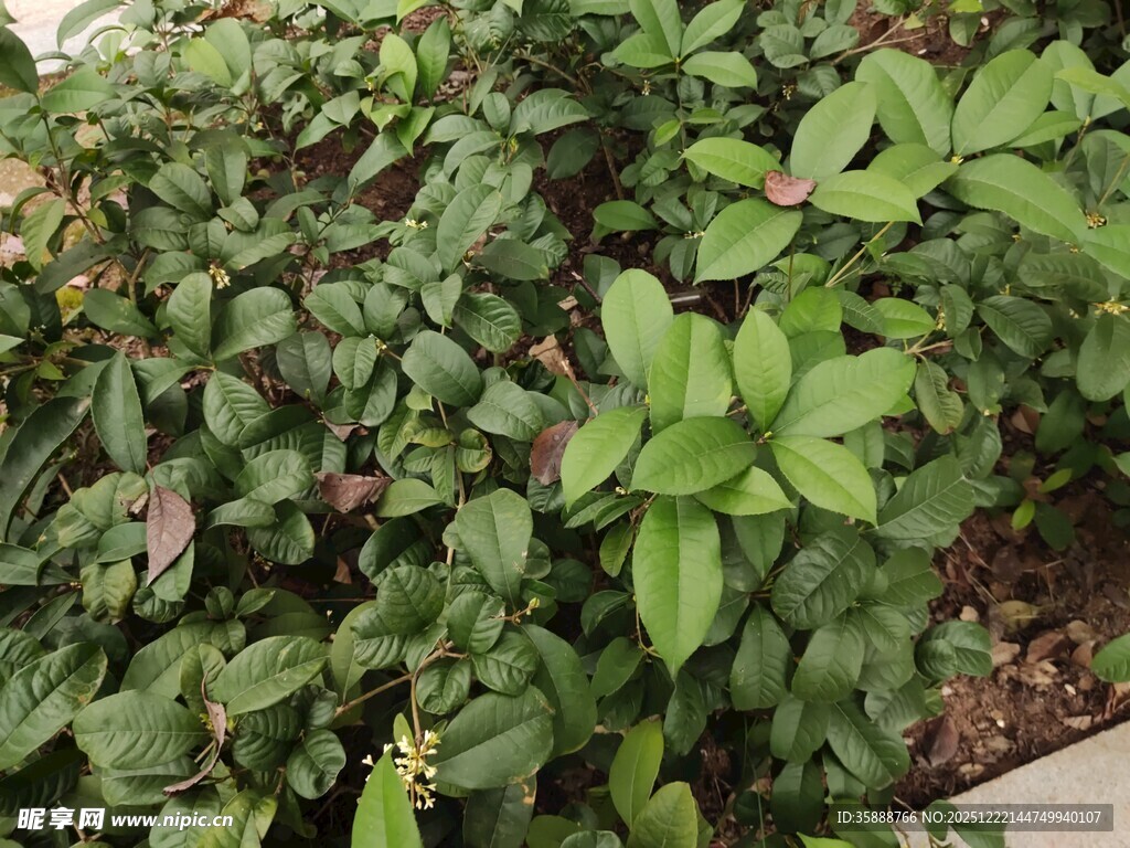 绿叶繁茂的植物景观