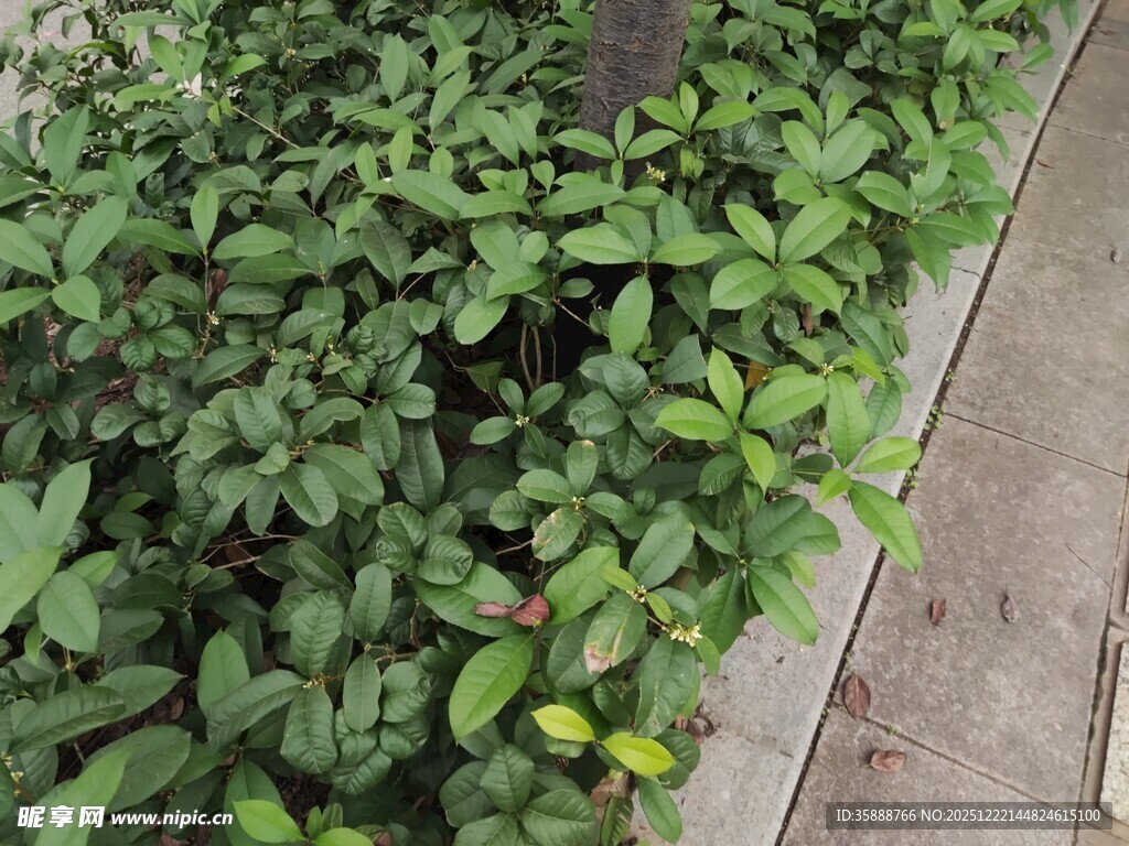 路边生机盎然的绿色植物