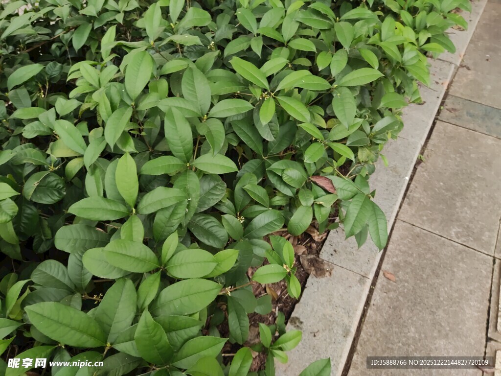 路边绿意盎然的植物