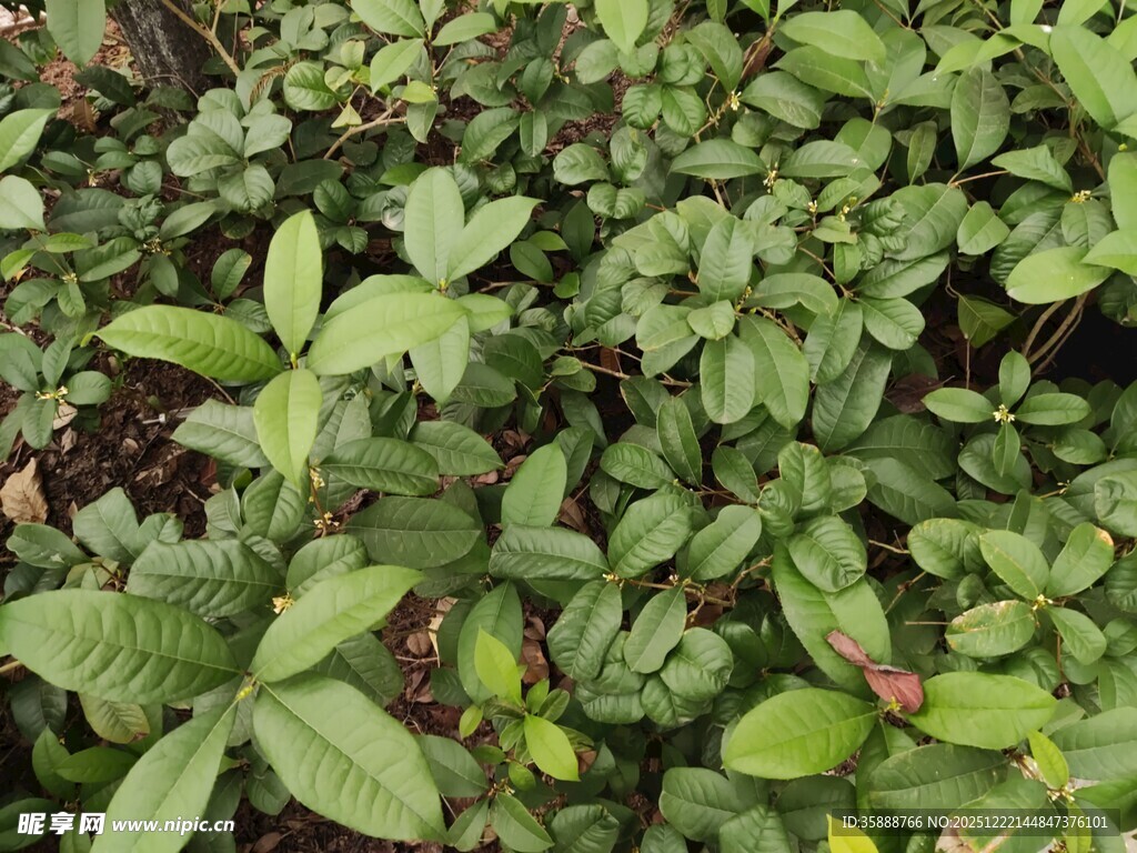 绿叶繁茂的植物景观