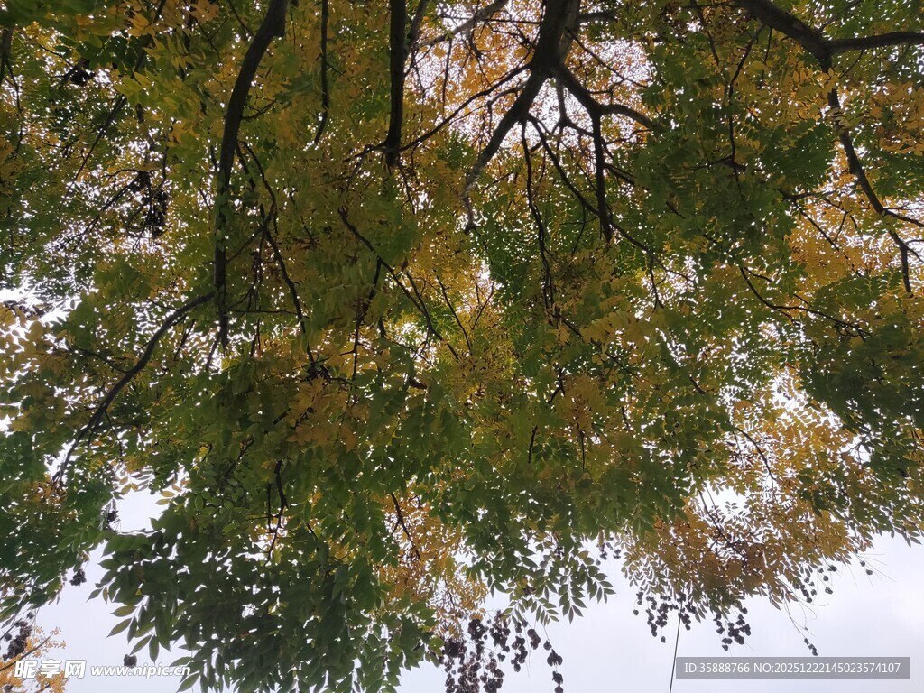 仰视金黄繁茂的树叶