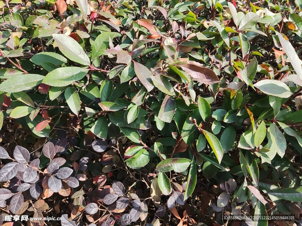 多彩叶片植物景观