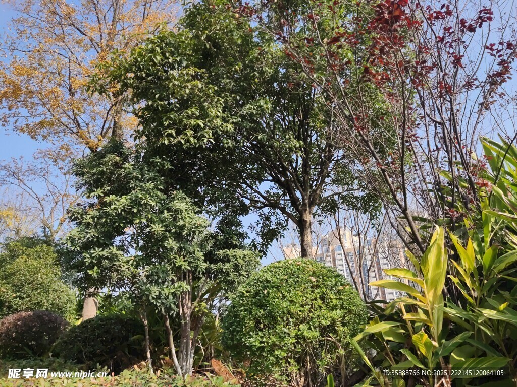 户外繁茂树林景观