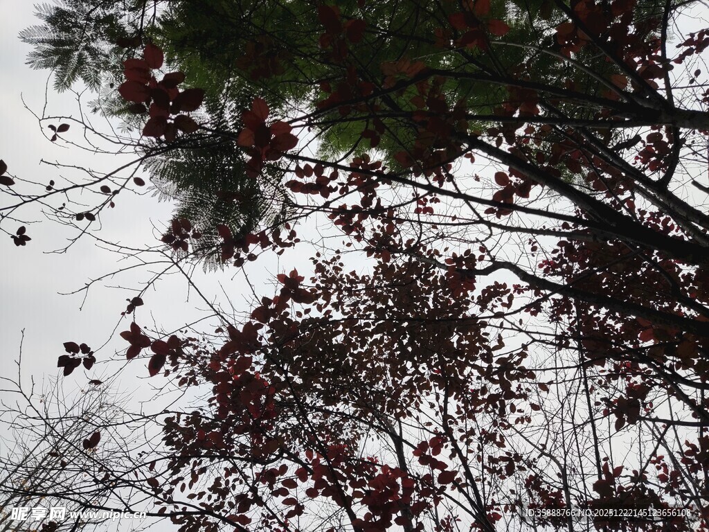 仰视树木枝叶与天空