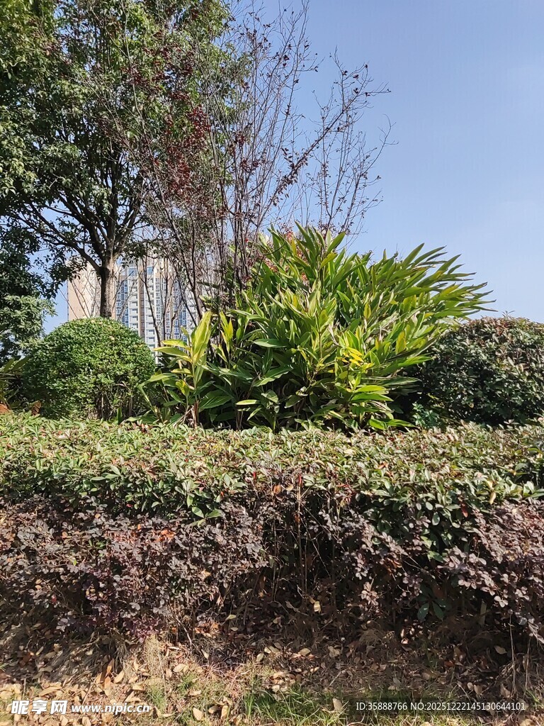 户外绿植景观一角